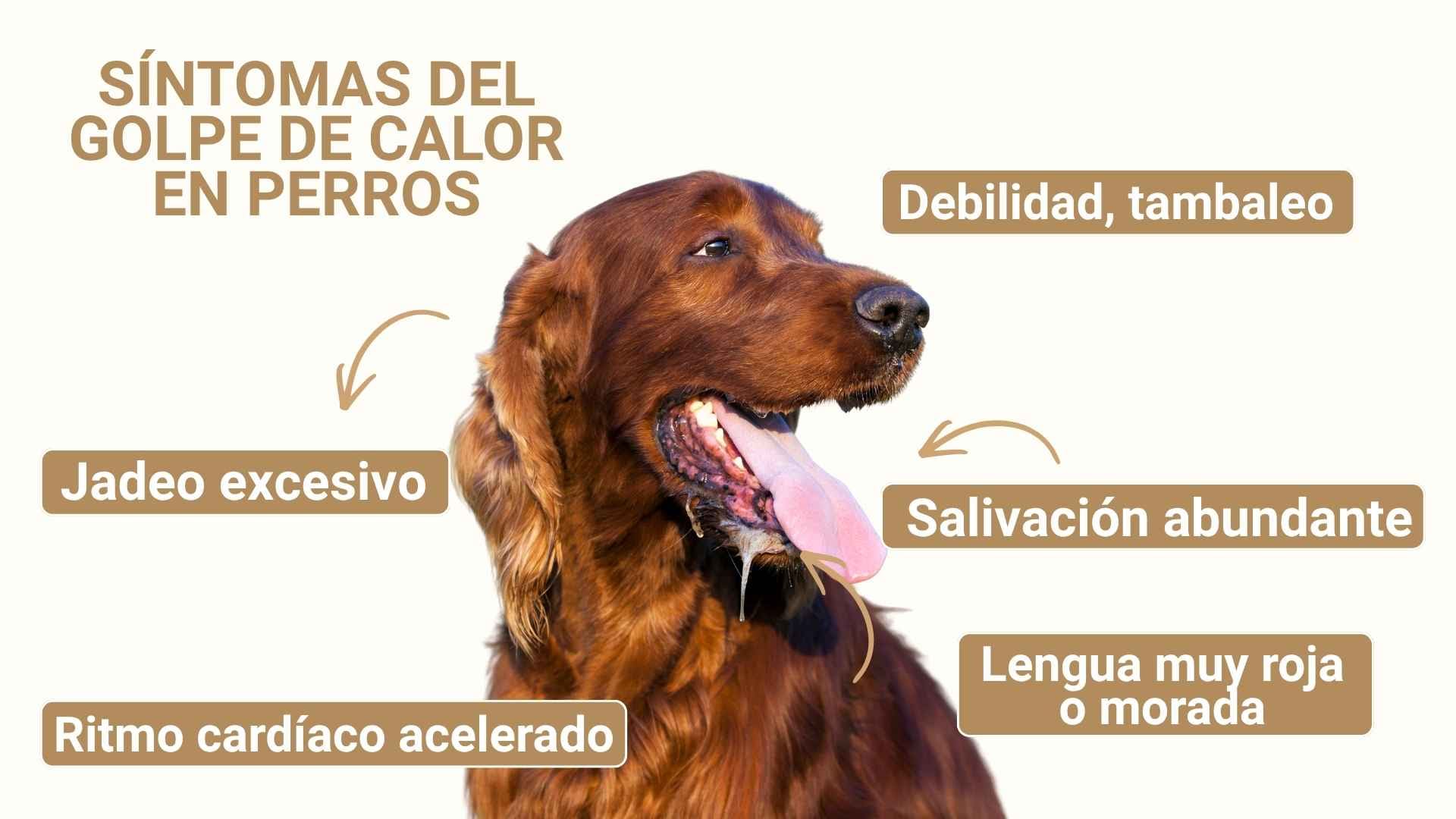 perro golpe calor